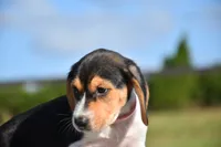 Vesper, a female Beagle for sale in Dade City, FL – 3 of 8