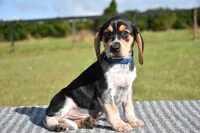 Orion, a male Beagle for sale in Dade City, FL – 3 of 8