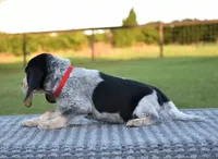 Yukon, a male Beagle for sale in Dade City, FL – 9 of 9
