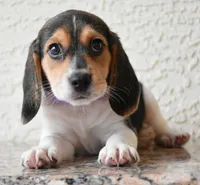 Tilly, a female Beagle for sale in Dade City, FL – 2 of 9
