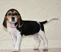 Cheyenne, a female Beagle for sale in Dade City, FL – 2 of 8