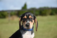 Orion, a male Beagle for sale in Dade City, FL – 4 of 8