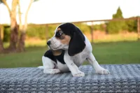 Juneau, a female Beagle for sale in Dade City, FL – 4 of 8