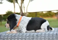 Hatcher, a male Beagle for sale in Dade City, FL – 4 of 10