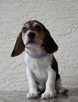 Tilly, a female Beagle for sale in Dade City, FL – 5 of 9