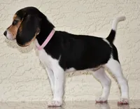 Cheyenne, a female Beagle for sale in Dade City, FL – 7 of 8