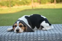 Denali, a male Beagle for sale in Dade City, FL – 2 of 9