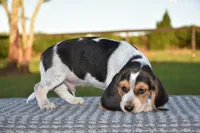 Denali, a male Beagle for sale in Dade City, FL – 6 of 9