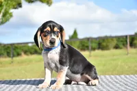 Orion, a male Beagle for sale in Dade City, FL – 2 of 8