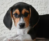 Ranger, a male Beagle for sale in Dade City, FL – 3 of 10