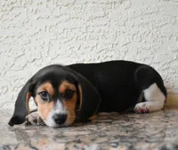 Ranger, a male Beagle for sale in Dade City, FL – 4 of 10