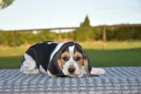 Denali, a male Beagle for sale in Dade City, FL – 7 of 9