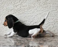 Ranger, a male Beagle for sale in Dade City, FL – 5 of 10