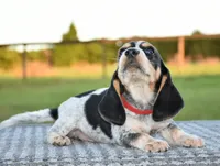 Yukon, a male Beagle for sale in Dade City, FL – 6 of 9