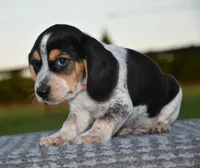 Hatcher, a male Beagle for sale in Dade City, FL – 7 of 10