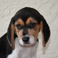 Cheyenne, a female Beagle for sale in Dade City, FL – 8 of 8