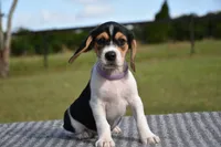 Nova, a female Beagle for sale in Dade City, FL – 2 of 8