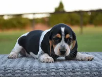 Hatcher, a male Beagle for sale in Dade City, FL – 2 of 10
