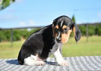 Atlas, a male Beagle for sale in Dade City, FL – 5 of 8