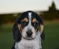 Hatcher, a male Beagle for sale in Dade City, FL – 10 of 10