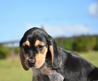 Vega, a female Beagle for sale in Dade City, FL – 3 of 6