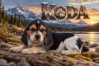 Koda, a male Beagle for sale in Dade City, FL – 1 of 8