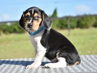 Atlas, a male Beagle for sale in Dade City, FL – 2 of 8