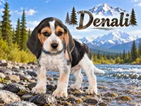 Denali, a male Beagle for sale in Dade City, FL – 1 of 9