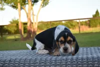 Koda, a male Beagle for sale in Dade City, FL – 5 of 8