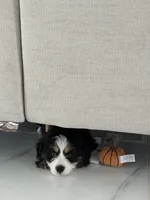 Varena - Miniature Bernedoodle , a female Bernese Mountain Dog and Miniature Bernedoodle for sale in Highland, CA – 2 of 2