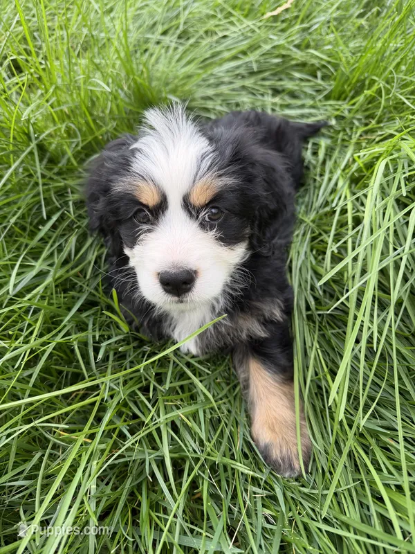 Varena - Miniature Bernedoodle  – Bernese Mountain Dog, Miniature Bernedoodle puppy for sale in Highland, CA