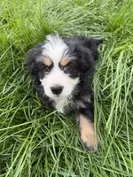 Varena - Miniature Bernedoodle , a female Bernese Mountain Dog and Miniature Bernedoodle for sale in Highland, CA – 1 of 2