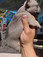 Jessie , a female French Bulldog for sale in Los Angeles, CA – 3 of 6