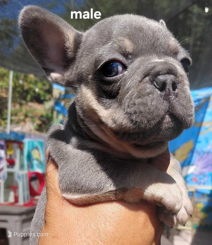 Max – French Bulldog puppy for sale in Los Angeles, CA