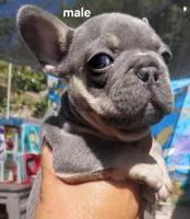 Max, a male French Bulldog for sale in Los Angeles, CA – 1 of 7