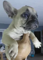 Sunny, a female French Bulldog for sale in Los Angeles, CA – 6 of 9