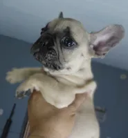 Sunny, a female French Bulldog for sale in Los Angeles, CA – 3 of 9