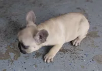Sunny, a female French Bulldog for sale in Los Angeles, CA – 8 of 9