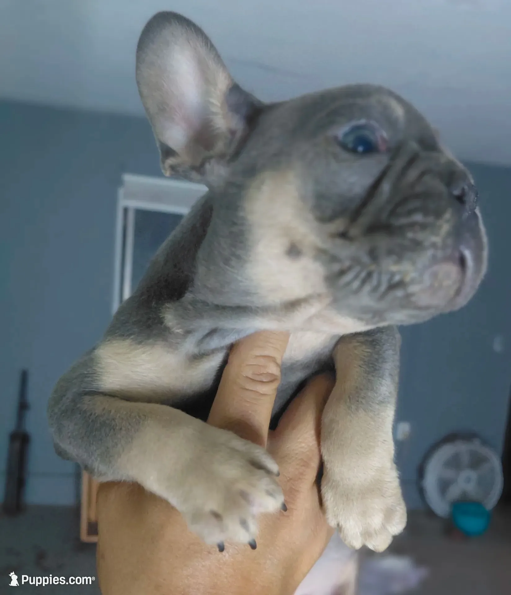 Max, a male French Bulldog for sale in Los Angeles, CA – 2 of 7