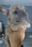 Jessie , a female French Bulldog for sale in Los Angeles, CA – 2 of 6