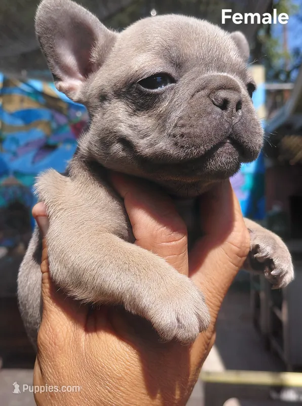 Jessie  – French Bulldog puppy for sale in Los Angeles, CA