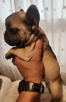 Nala, a female French Bulldog for sale in Los Angeles, CA – Photo 4 of 6