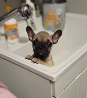 Nala, a female French Bulldog for sale in Los Angeles, CA – Photo 1 of 6