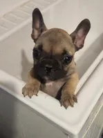 Nala, a female French Bulldog for sale in Los Angeles, CA – Photo 2 of 6