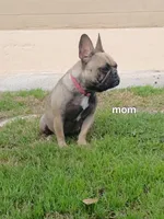 Nala, a female French Bulldog for sale in Los Angeles, CA – Photo 5 of 6