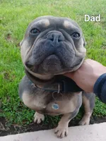 Nala, a female French Bulldog for sale in Los Angeles, CA – Photo 6 of 6