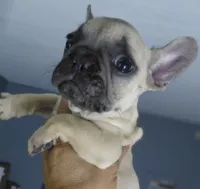 Sunny, a female French Bulldog for sale in Los Angeles, CA – 5 of 9