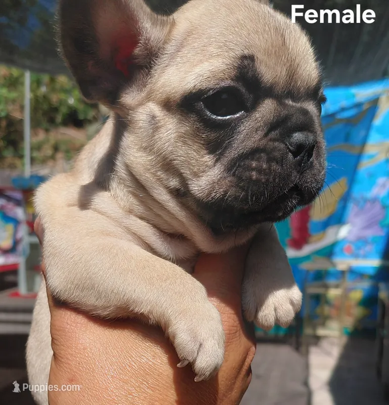 Sunny – French Bulldog puppy for sale in Los Angeles, CA