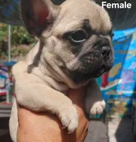 Sunny, a female French Bulldog for sale in Los Angeles, CA – 1 of 9