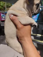 Sunny, a female French Bulldog for sale in Los Angeles, CA – 7 of 9